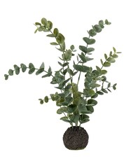 Gallery Home Dusky Green Eucalyptus in Soil - Image 2 of 4