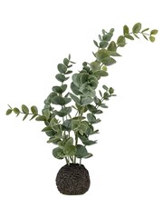 Gallery Home Dusky Green Eucalyptus in Soil - Image 4 of 4
