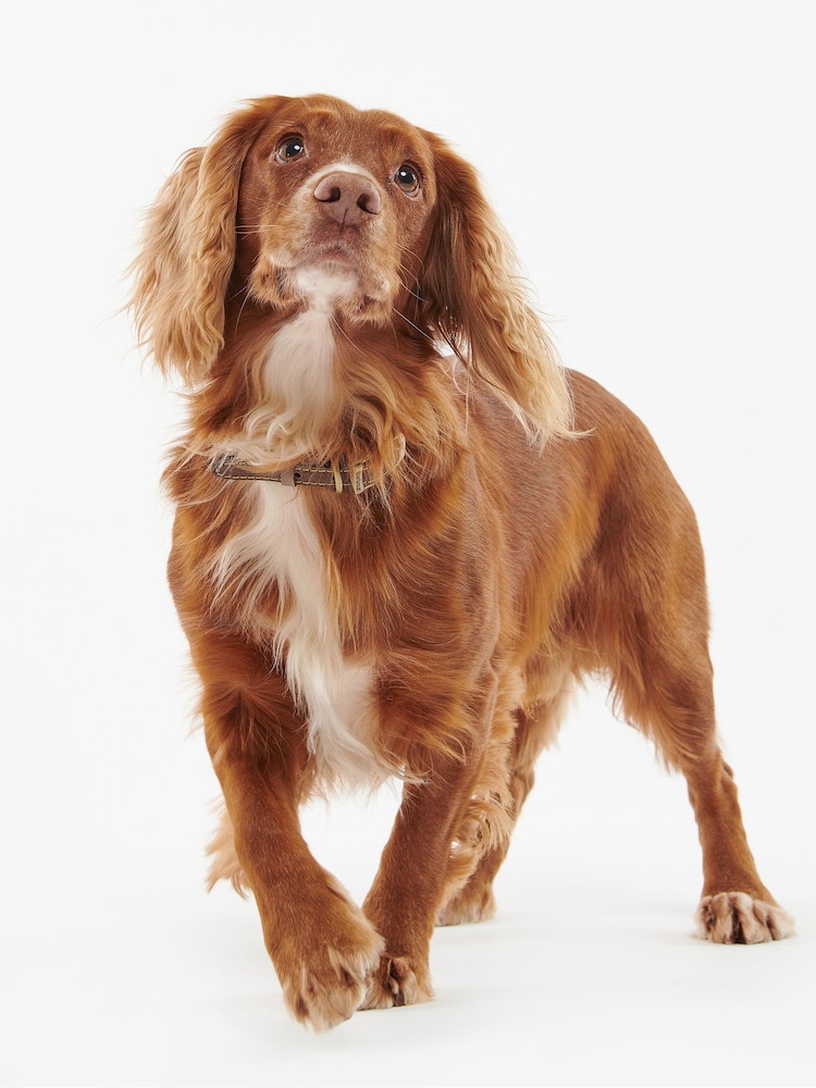 Barbour® Brown Leather Dog Collar - Image 2 of 5