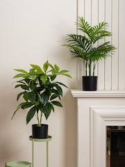 Scottish Everlastings Ltd Green Artificial Palm & Money Tree Plants 2 Pack - Image 1 of 4