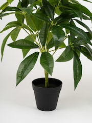 Scottish Everlastings Ltd Green Artificial Palm & Money Tree Plants 2 Pack - Image 3 of 4