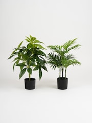Scottish Everlastings Ltd Green Artificial Palm & Money Tree Plants 2 Pack - Image 4 of 4