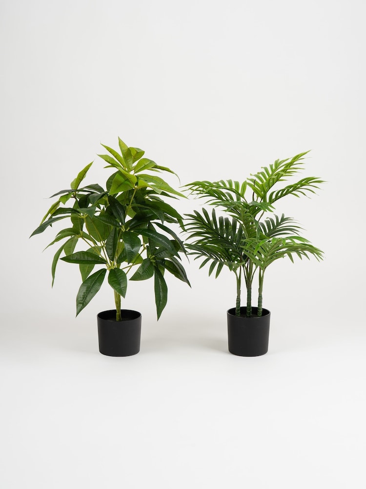 Scottish Everlastings Ltd Green Artificial Palm & Money Tree Plants 2 Pack - Image 4 of 4 Scottish Everlastings Ltd Green Artificial Palm & Money Tree Plants 2 Pack - Image 4 of 4