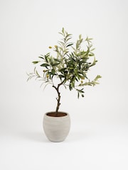 Scottish Everlastings Ltd Green Olive Artificial Tree - Image 3 of 3