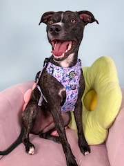 Pawsome Paws Boutique Purple Tough Trails Dog Harness - Image 1 of 4