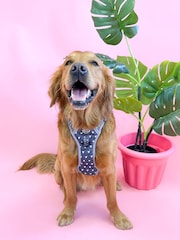 Pawsome Paws Boutique Black Tough Trails Dog Harness - Image 1 of 4