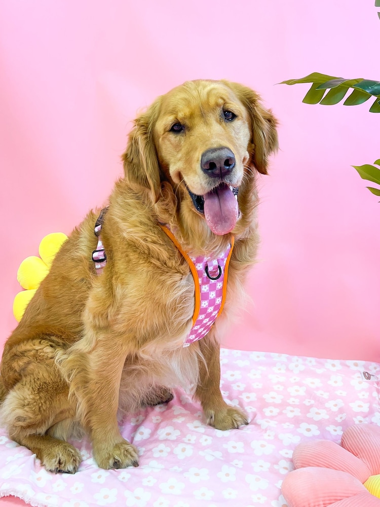 Pawsome Paws Boutique Purple Tough Trails Dog Harness - Image 1 of 4