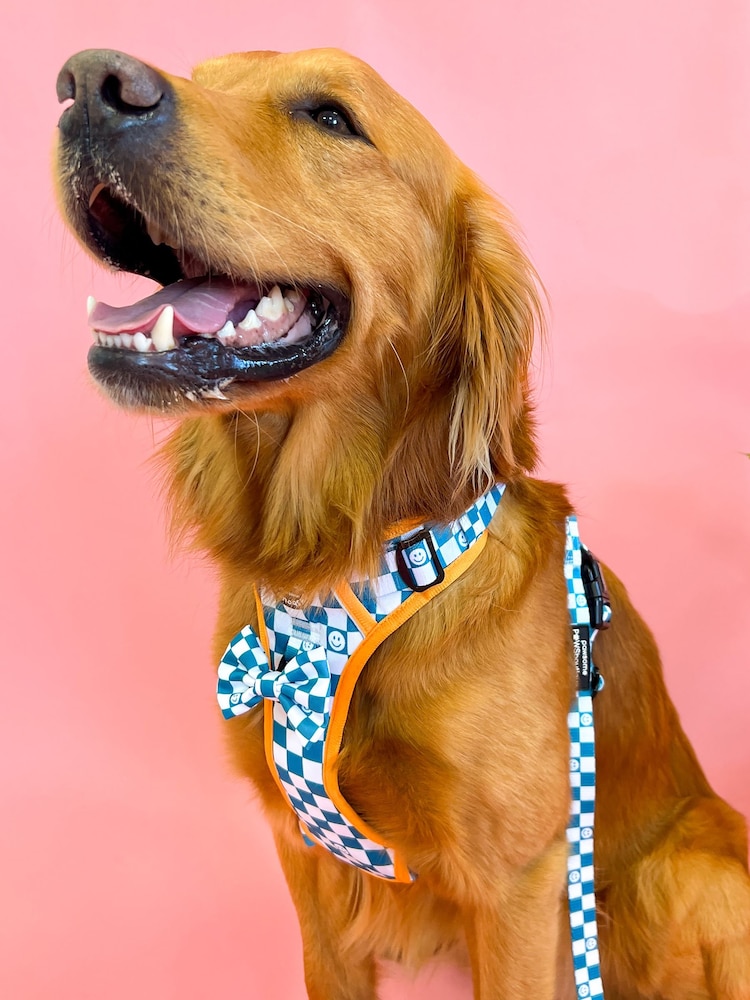 Pawsome Paws Boutique Teal White Tough Trails Dog Harness - Image 1 of 4