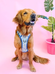Pawsome Paws Boutique Blue Tough Trails Dog Harness - Image 1 of 4