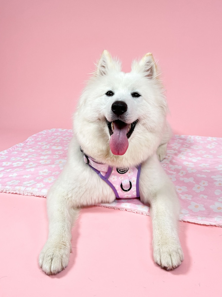Pawsome Paws Boutique Pale Pink Tough Trails Dog Harness - Image 1 of 4