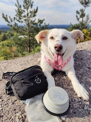 Pawsome Paws Boutique Black Dog Walking Bumbag - Image 1 of 3