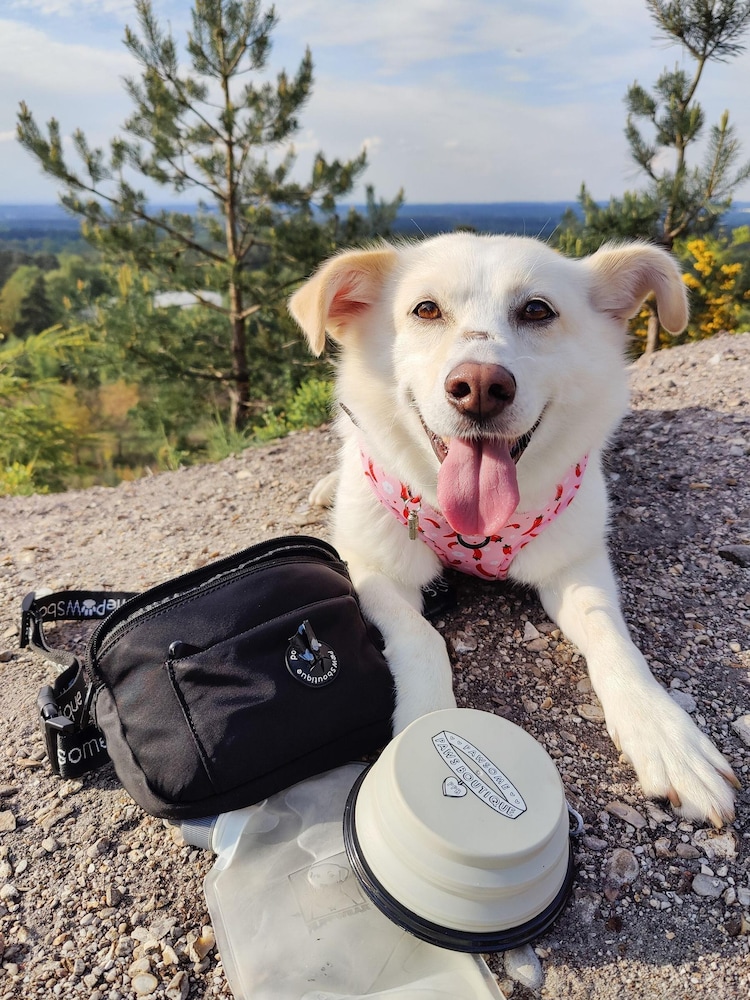 Pawsome Paws Boutique Black Dog Walking Bumbag - Image 1 of 3
