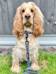 Pawsome Paws Boutique Black Dog Lead - Image 1 of 3