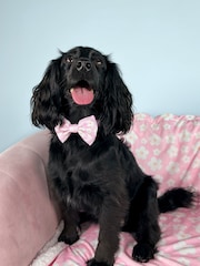 Pawsome Paws Boutique Pink Dog Poo Bag Holder And Bow Tie Set - Image 1 of 5