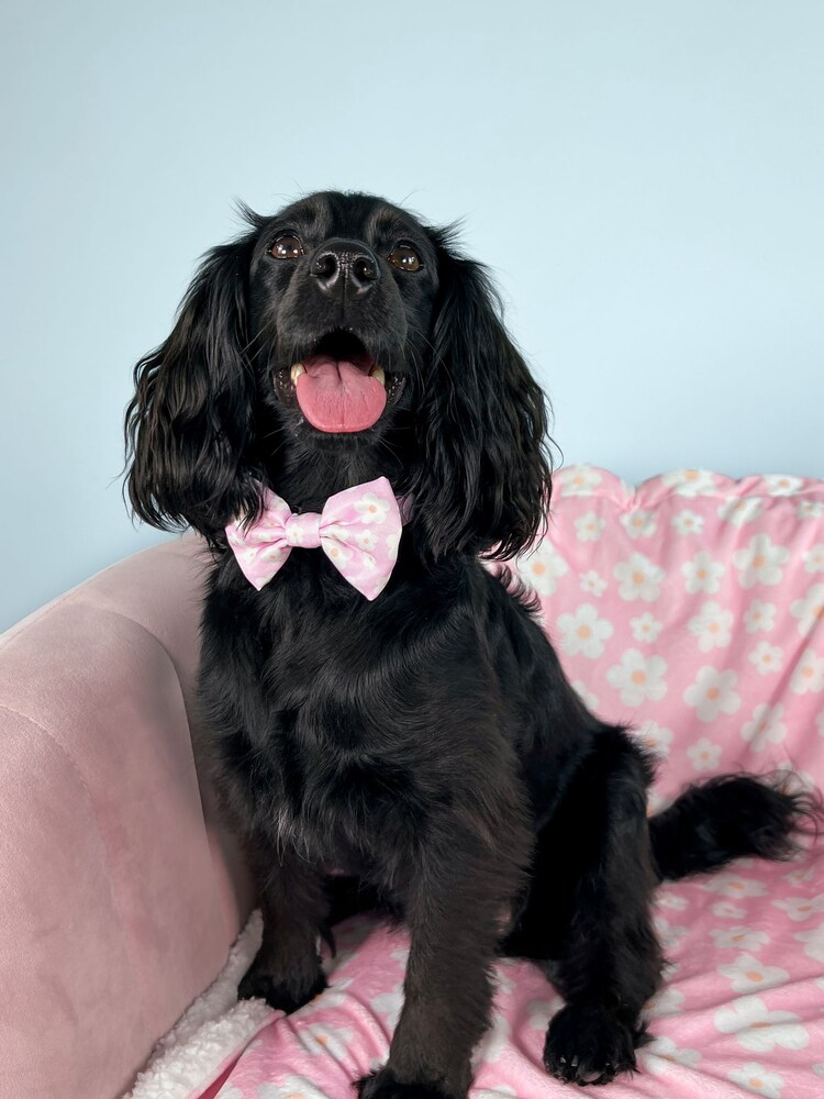 Pawsome Paws Boutique Pink Dog Poo Bag Holder And Bow Tie Set - Image 1 of 5