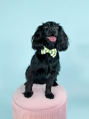 Pawsome Paws Boutique Green Dog Poo Bag Holder And Bow Tie Set - Image 1 of 5