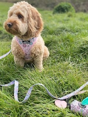 Pawsome Paws Boutique Pink Blue Dog Lead - Image 1 of 3