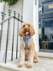 Pawsome Paws Boutique Black Adjustable Dog Harness - Image 1 of 4