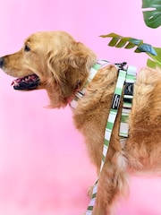 Pawsome Paws Boutique Green Dog Collar And Lead Set - Image 1 of 4