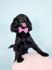 Pawsome Paws Boutique Purple Dog Poo Bag Holder And Bow Tie Set - Image 1 of 5