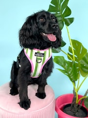 Pawsome Paws Boutique Green Adjustable Dog Harness - Image 1 of 4