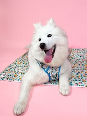 Pawsome Paws Boutique Blue Dog Blanket - Image 1 of 4