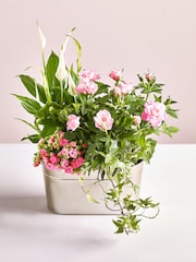Summer Mix Real Plants in Trough - Image 1 of 4