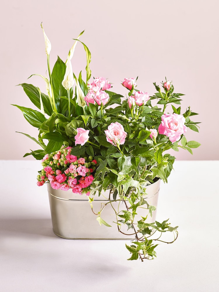 Summer Mix Real Plants in Trough - Image 1 of 4
