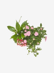 Summer Mix Real Plants in Trough - Image 3 of 4