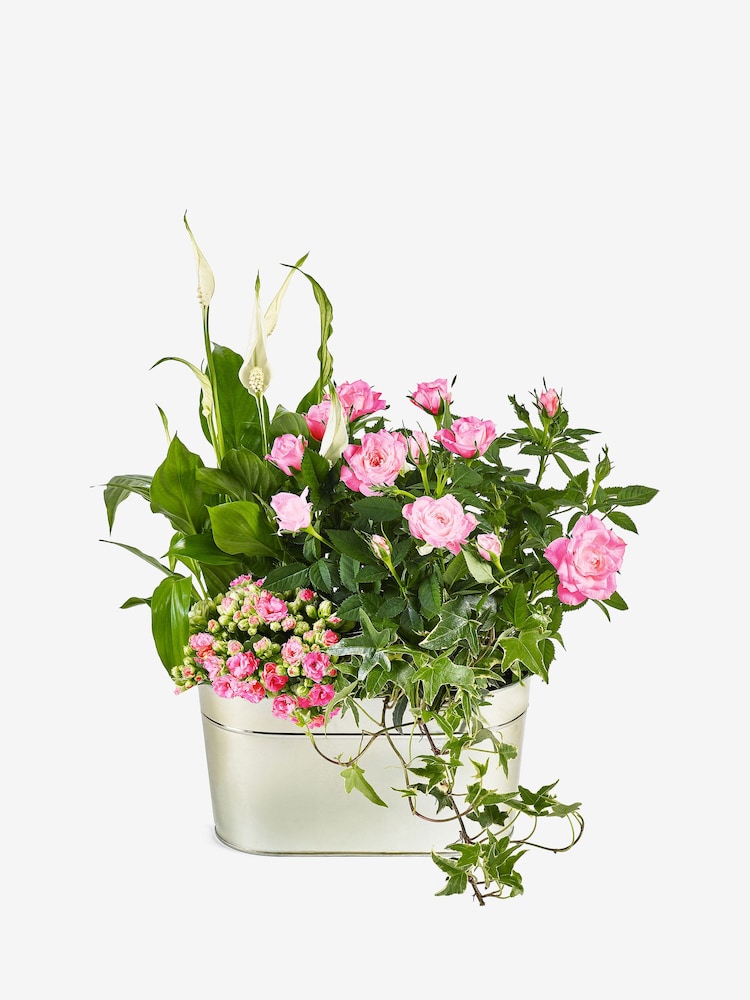 Summer Mix Real Plants in Trough - Image 4 of 4