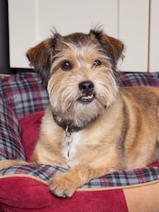 Scruffs® Red Washable Highland Tartan Large Breed Dog Bed - Image 3 of 4