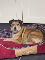 Scruffs® Red Highland Extra Large Breed Dog Box Bed - Image 1 of 4