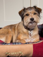 Scruffs® Red Highland Extra Large Breed Dog Box Bed - Image 3 of 4