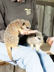 Virgin Experience Days Meet And Feed The Meerkats At Millets Falconry Gift - Image 1 of 2