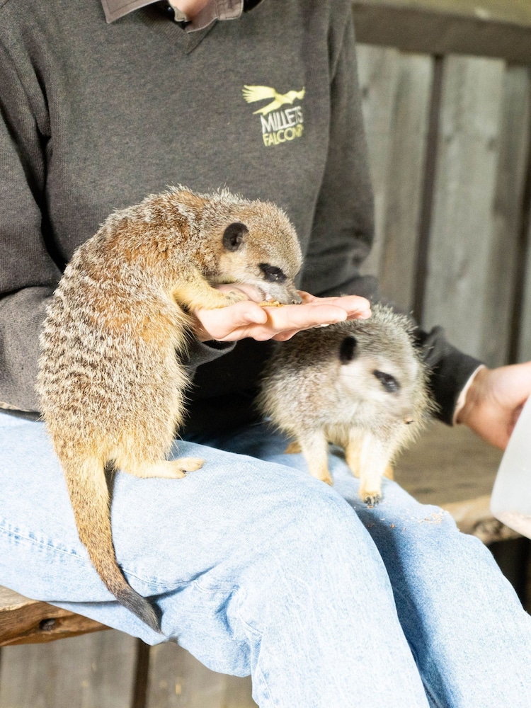 Virgin Experience Days Meet And Feed The Meerkats At Millets Falconry Gift - Image 1 of 2