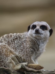 Virgin Experience Days Meet And Feed The Meerkats At Millets Falconry Gift - Image 2 of 2