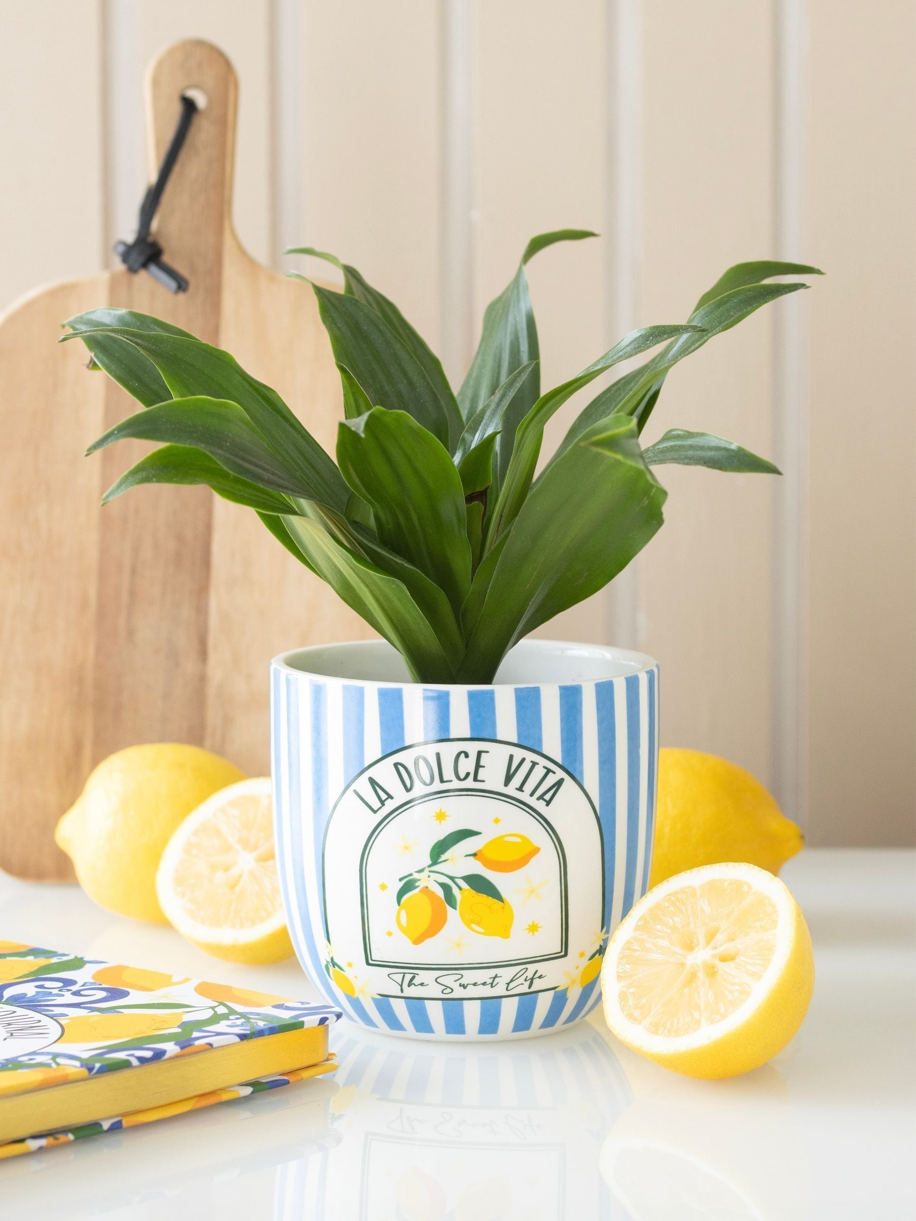 Blue Striped La Dolce Vita Plant Pot | Ceramic Indoor Planter Pot - Image 6
