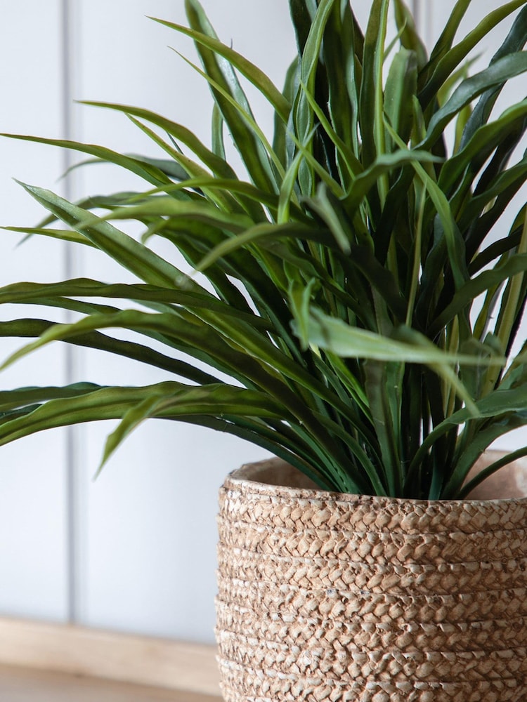 Gallery Home Green Wild Grass in Soil H300mm - Image 2 of 3 Gallery Home Green Wild Grass in Soil H300mm - Image 2 of 3