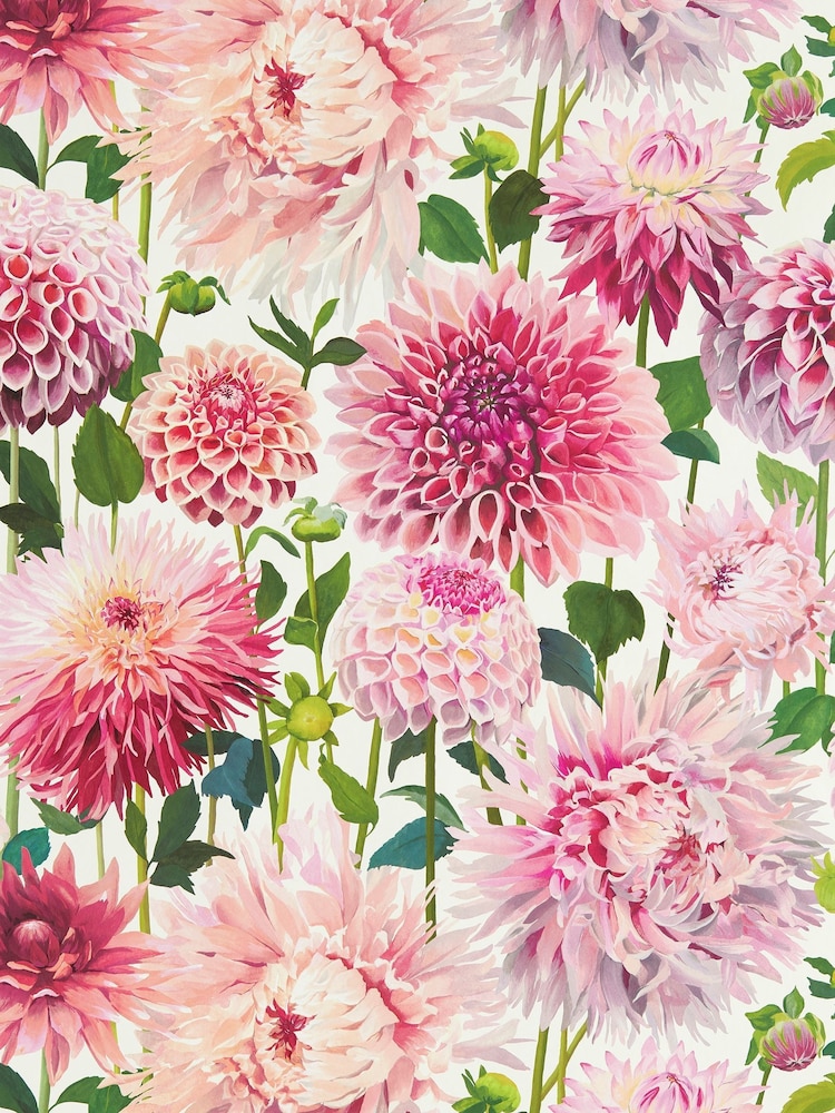 Harlequin Pink Dahlia 10.05M Wallpaper - Image 1 of 1