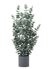 Gallery Home Green Potted Eucalyptus H845mm - Image 3 of 3