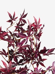 Red Artificial Tall Acer Tree - Image 3 of 3
