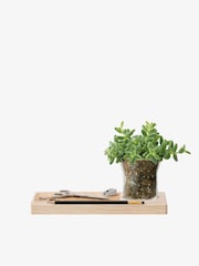 LSA International Clear Plateau 28cm Planter Set - Image 1 of 1