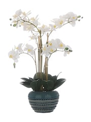 Otters Brook Stems Orchid Potted Plant - Image 1 of 1