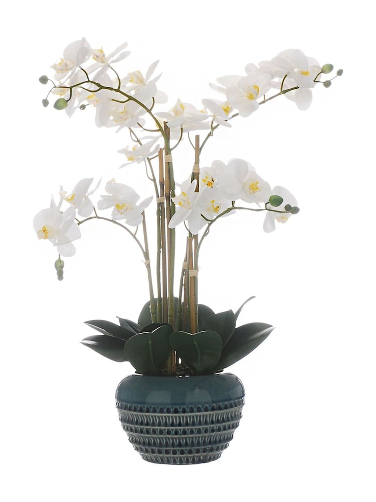 Otters Brook Stems Orchid Potted Plant - Image 1 of 1