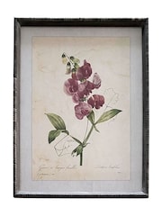 Otters Brook Sweet Pea Flower Print In Frame - Image 1 of 1