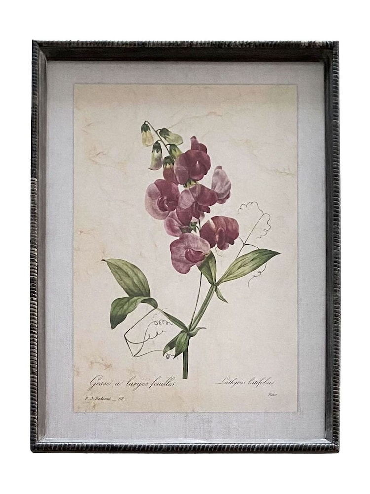 Otters Brook Sweet Pea Flower Print In Frame - Image 1 of 1 Otters Brook Sweet Pea Flower Print In Frame - Image 1 of 1