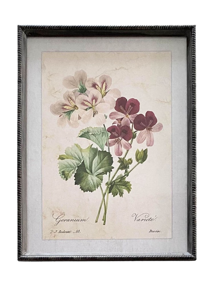 Otters Brook Geranium Flower Print - Image 1 of 1 Otters Brook Geranium Flower Print - Image 1 of 1