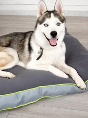 Scruffs Grey Mattress Bed - Image 1 of 4