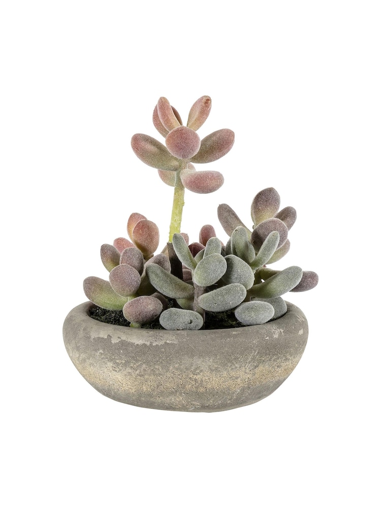 Gallery Home Pink Artificial Large Graptoveria In Cement Bowl - Image 1 of 1