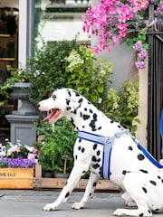 Hugo & Hudson Royal Blue Mesh Easy Dog Harness - Image 1 of 4